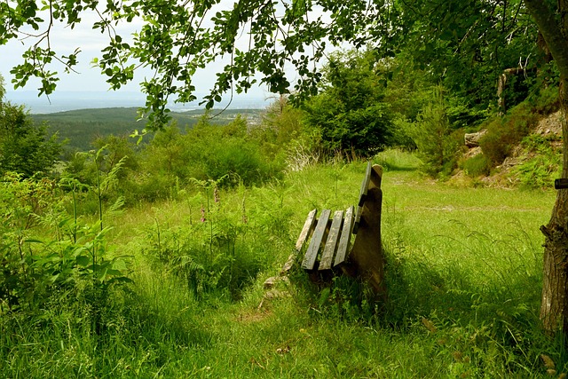 的卫冕者 的卫冕者