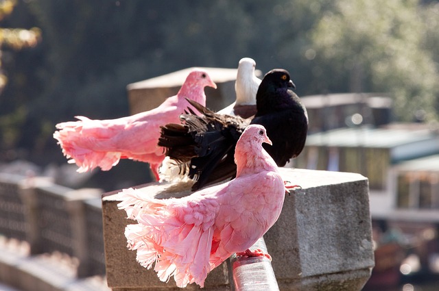 一个特别的 一个特别的